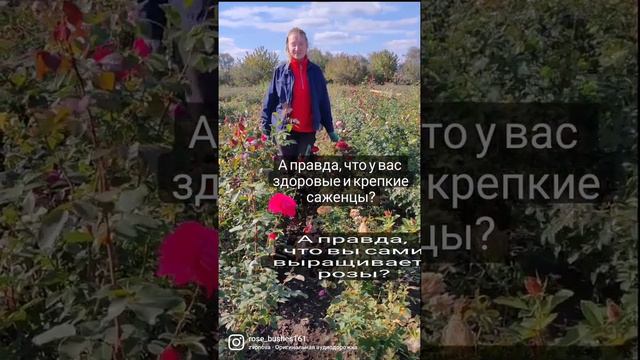 Rosebushes.ru 🌿🌹🌹🌹🌿 РОЗЫ БУШЕС - здоровые саженцы роз, с хорошо развитой корневой системой. 😊