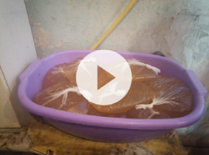 закорм пчел в зиму подробный обзор