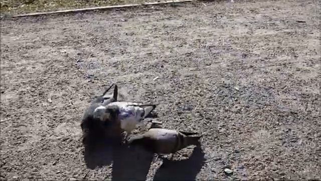 Голуби дерутся за еду смотреть онлайн