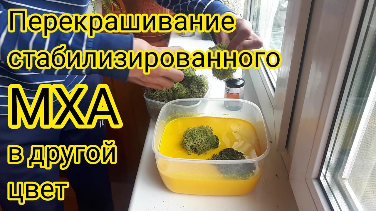 Перекрашивание стабилизированного мха. Часть первая