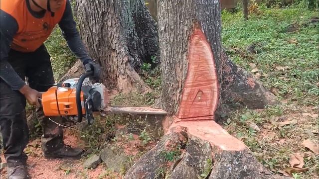 beautiful red wood swietenia mahogany tree cutting with STIHL MS 881 смотреть онлайн