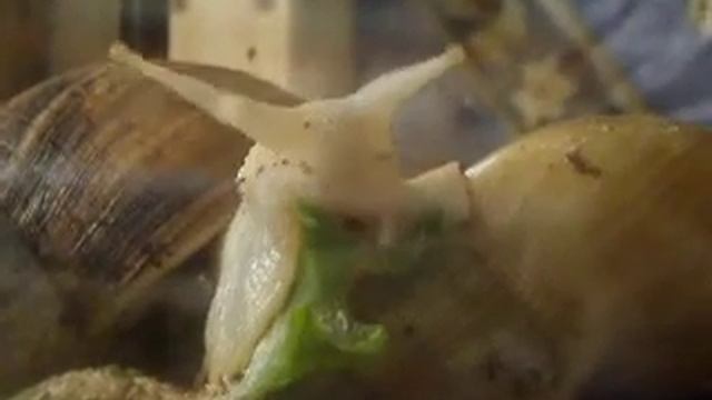 Ахатина ретикулята альбино (Альба) завтракает-2 смотреть онлайн