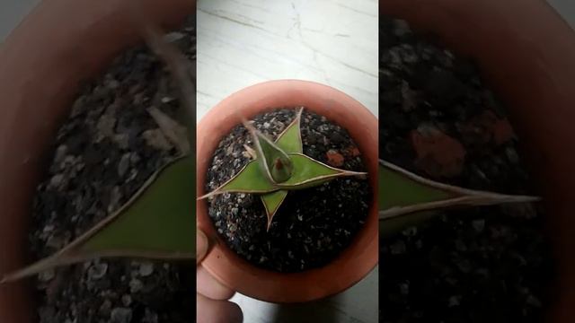 Sansevieria Pinguicula Lemon Color | Gardening Experiments