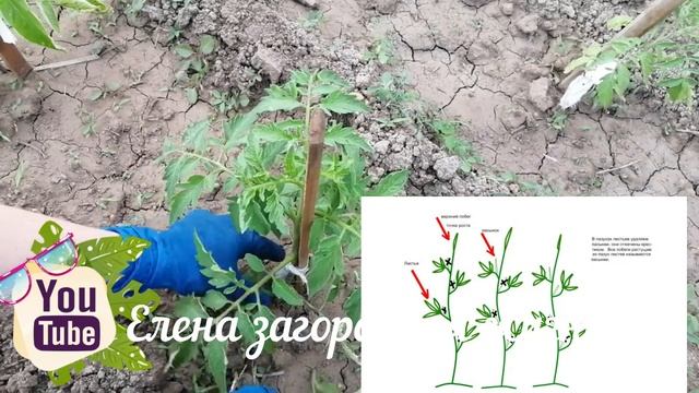 Пасынкование томатов.#пасынкованиетоматов#еленазагороднаяжизнь