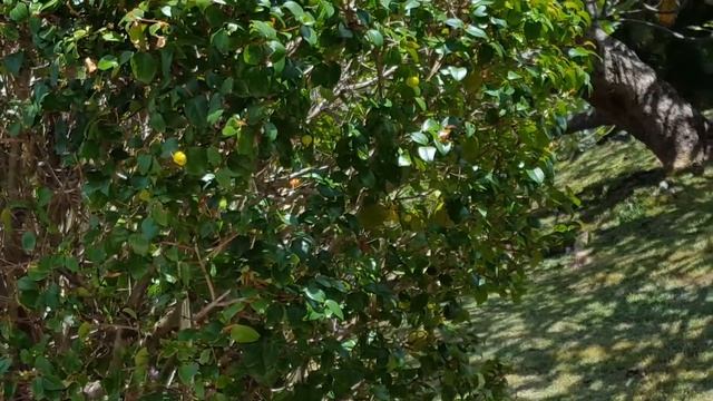 #45 Какие растения выбрать для живого забора при засушливом климате? смотреть онлайн