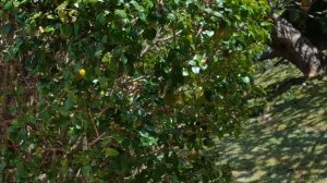 #45 Какие растения выбрать для живого забора при засушливом климате?