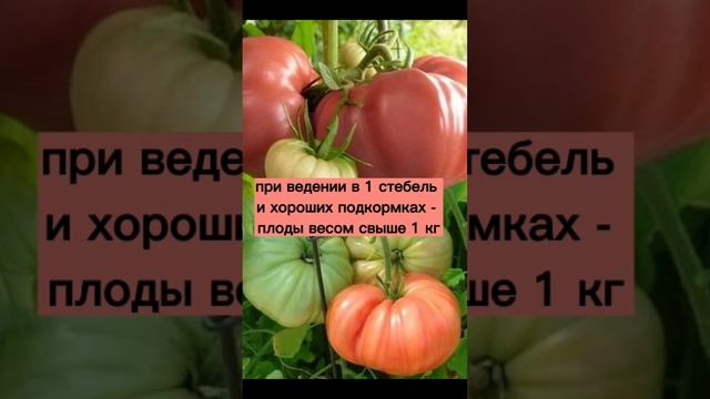 Томат Гигант Бельгии - очень сладкий, плоды до 1 кг! #семенатоматов #томаты #огород #сортатоматов