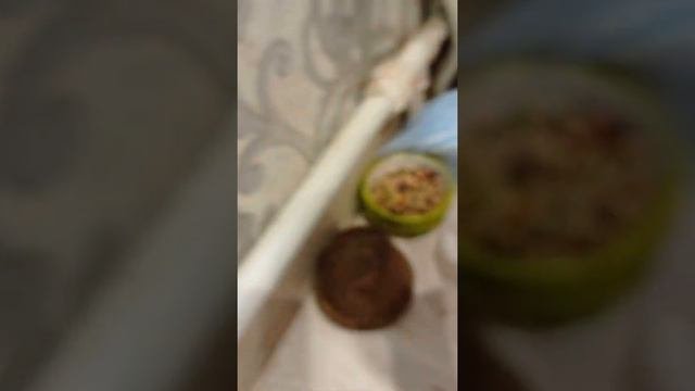 как очистить клетку у шиншилл