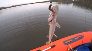 Ловля щуки в коряжнике, правильные оффсетные крюки залог успешной рыбалки