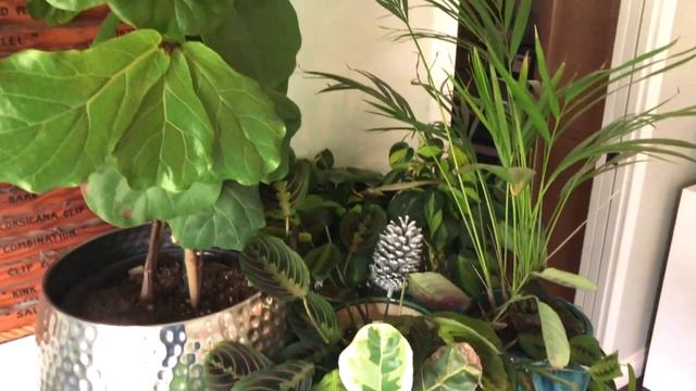 How to Care for Your Fiddle Leaf Fig in the Winter | Fiddle Leaf Fig Plant Resource Center смотреть онлайн