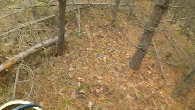 ВКУСНЫЙ ГРИБ ЗОНТИК ПЕСТРЫЙ СЪЕДОБНЫЙ / Гриб Зонтик род шампиньонов смотреть онлайн