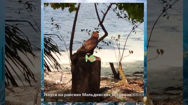 Мальдивы.Атол Баа.о.Фехенду.2018-2019 смотреть онлайн