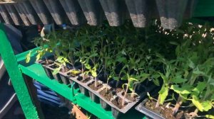 Высаживаем рассаду овощей и бахчевых в поле на капельном поливе.