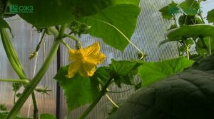 Борогум-М. Применение биопрепарата