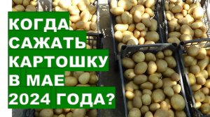 Когда сажать картофель в апреле или в мае 2024 When to plant potatoes in April or May 2024