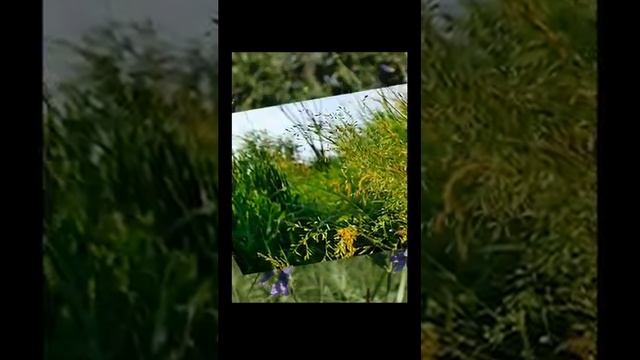Звук природы русского поля