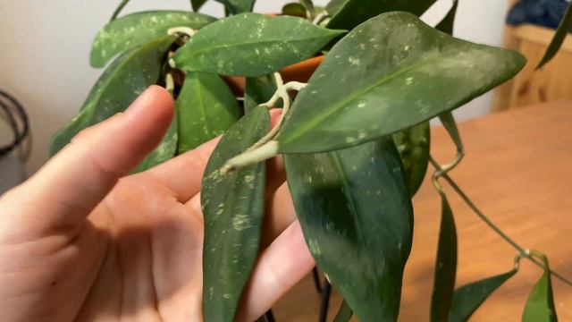 Hoya Ruthiae- откладывала её покупку...