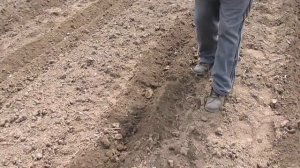 Сажаем тыкву (гарбузы) под мотоблок Нева.