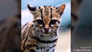 Унц Унц Унц!!!