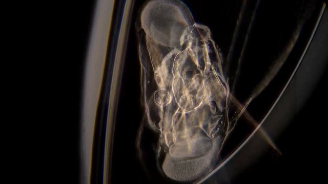 Oikopleura dioica - a tiny pelagic tunicate смотреть онлайн