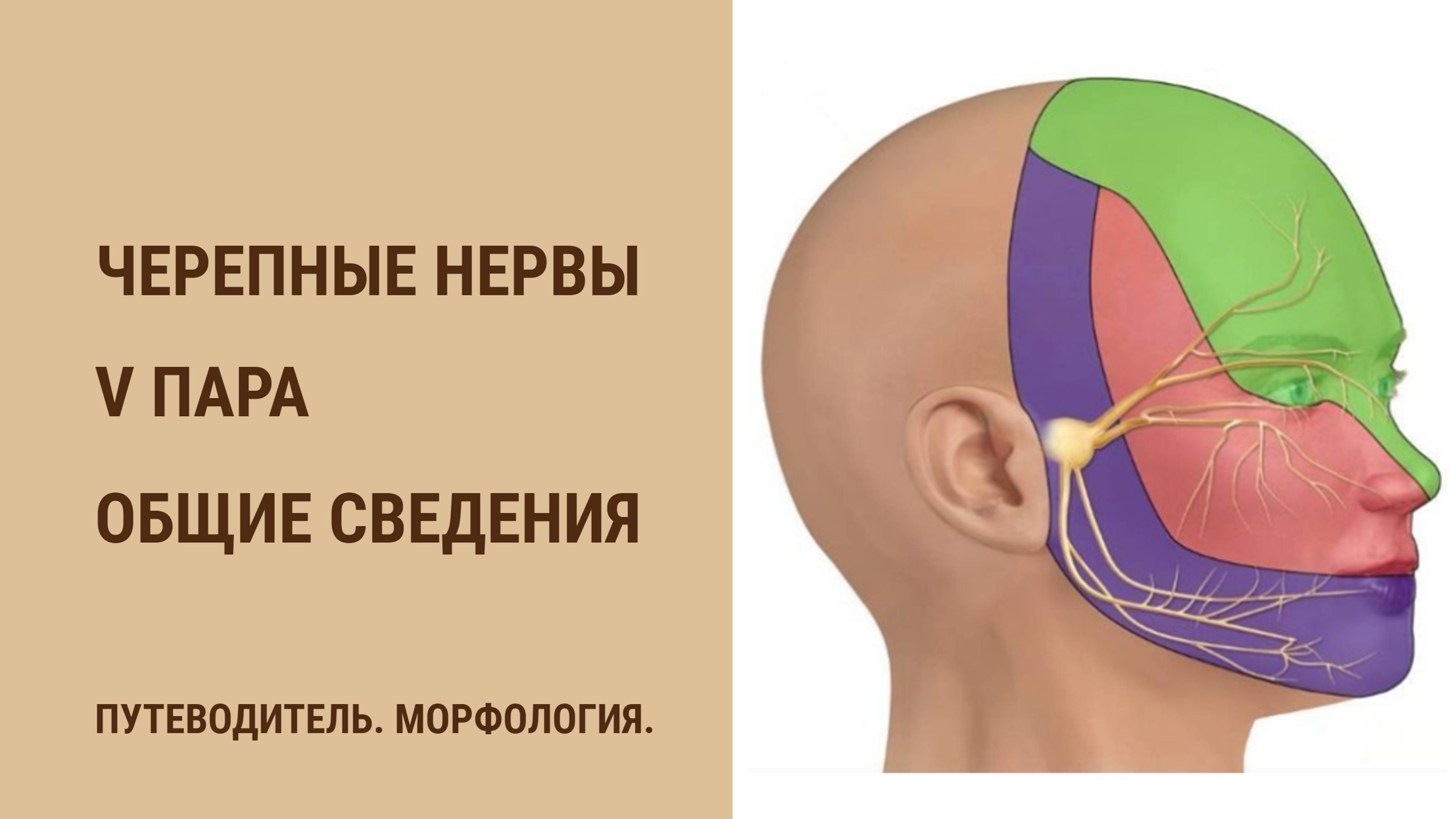 Черепные нервы. V пара. Общие сведения