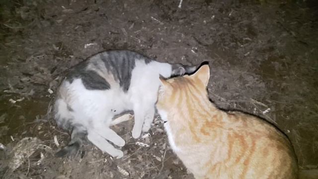 2. 18 공생이 까칠이와 함께하는 행복한 고양이 산책 1(Happy Cat Walking with Symbiosis, haggard 1)