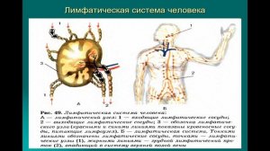 Транспортные системы организма