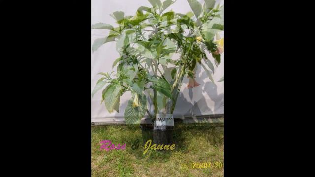 Brugmansia a Vendre Jaunes & Roses смотреть онлайн