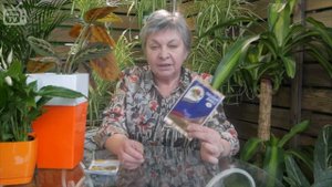 Мучнистая роса на растениях, как бороться, чем лечить - полезные советы.