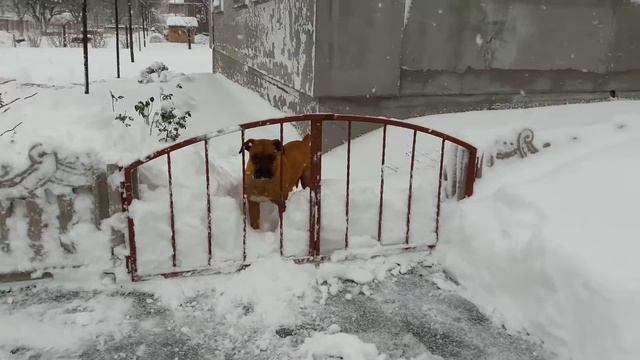 Лайфхак от Джесси. Собака боксер терминатор. Овруч. Jessie. смотреть онлайн