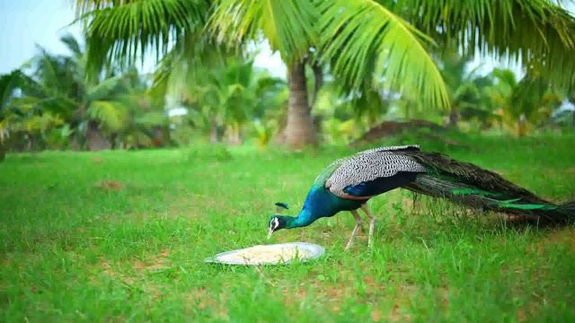 GIANT TURKEY RECIPE VILLAGE TRADITIONAL GOAT , FISH , TURKEY RECIPE Grandpa Food