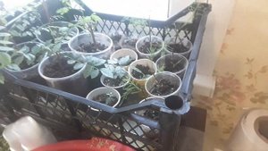 АГЕРАТУМ , первая пикировка НА15 ДЕНЬ !!!!...  КАК ЛЕГКО И БЫСТРО ПИКИРОВАТЬ ."УЗОР НЕ БОЛЬШОЙ" )))