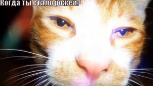 песня здравствуй лицо когда ты стало рожей