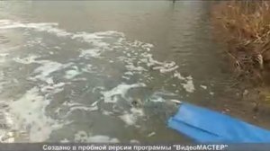 Зарыбление пруда " рыбное место" 2