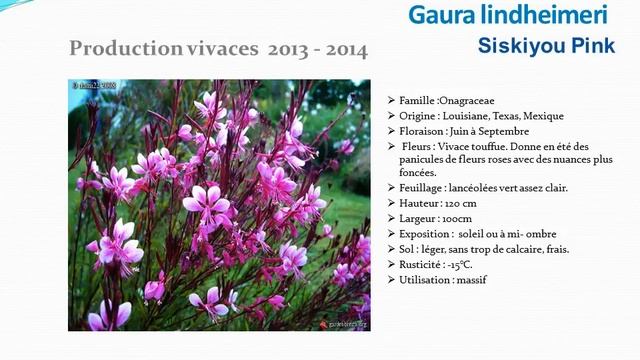 gaura Lindheimeri siskiyou pink: plante vivace смотреть онлайн