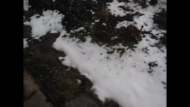 Самоизоляция Сидим Дома/ Цыплята / Снег, морозы и цветы/ Куры Часть первая смотреть онлайн