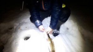 На что клюёт налим? На креветки, тюльку ,ерша или кальмара .