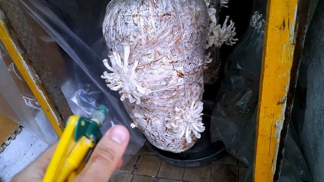 СЕКРЕТЫ ГРИБОВ ИЛИ КАК ВЫРАСТИТЬ ГРИБЫ В ДОМАШНИХ УСЛОВИЯХ смотреть онлайн