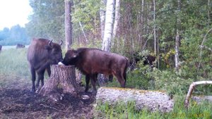 Вольно пасущиеся зубры в "Смоленском Поозерье"