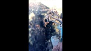 Трактор ДТ-75 С ДВИГАТЕЛЕМ ЯМЗ 236 В РАБОТЕ