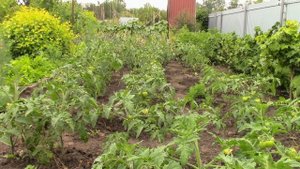 Наша Дача. Июль 2022