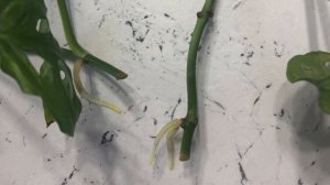 Монстера Монкей черенкование.