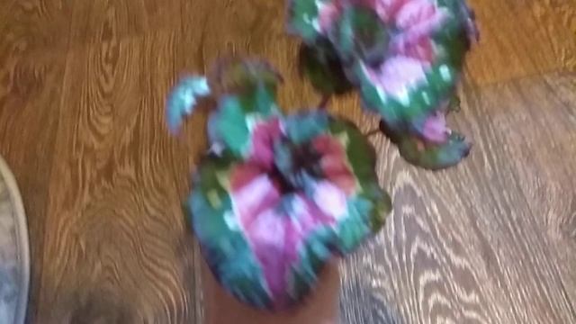 Мой Способ Перевалки Бегонии Paso Doble в Больший Объем смотреть онлайн