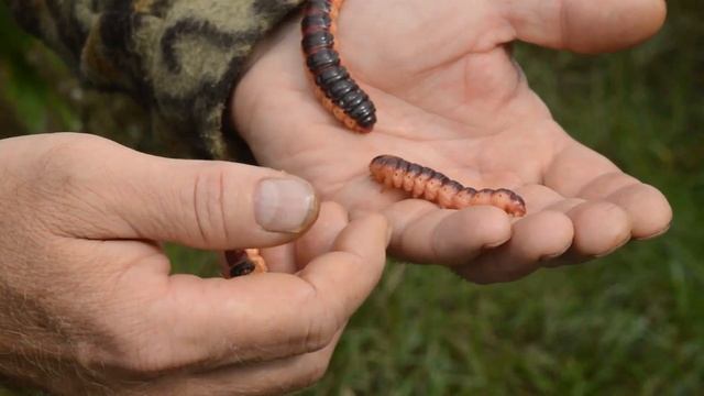 Опасный вредитель древоточец. смотреть онлайн