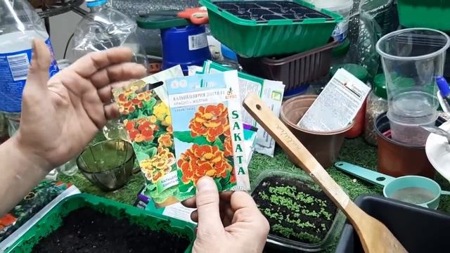 САМЫЙ УДАЧНЫЙ СПОСОБ ВЫРАЩИВАНИЯ ПЕТУНИИ 100%  быстрые всходы петунии, как и когда сеять