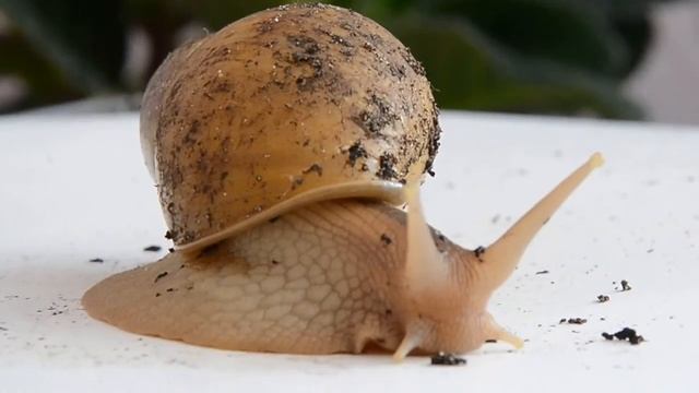 Красноухие черепахи и улитка ахатина, ри-тв смотреть онлайн