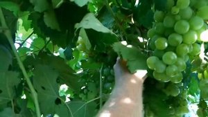 Виноград Кеша 1,Талисман на арке.