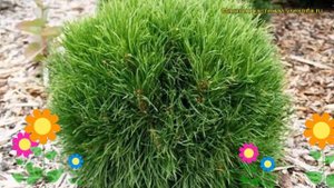 Сосна горная Варелла. Краткий обзор, описание характеристик, где купить саженцы pinus mugo Varella