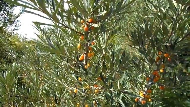 Облепиха уже начинает созревать летом 2021 года