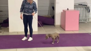 Американский Булли, первые тренировки готовимся к выставке).